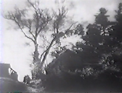 A coastal area by a lake, with an enormous tree at the center of the frame. Several very indistinct human figures can be seen on a road in the far distance, on the lower left of the frame.